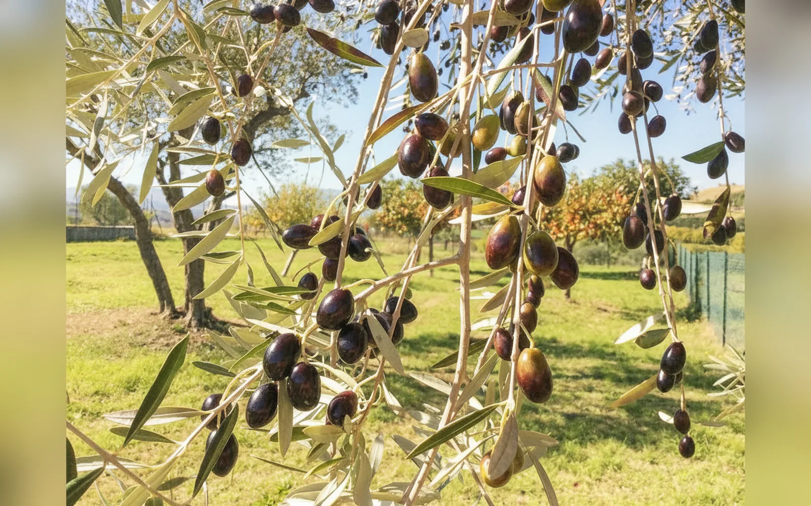 Agriturismo Le Terre d'Abruzzo - Tenuta Grumelli, struttura a Ticchione (Abruzzo) (foto 26)
