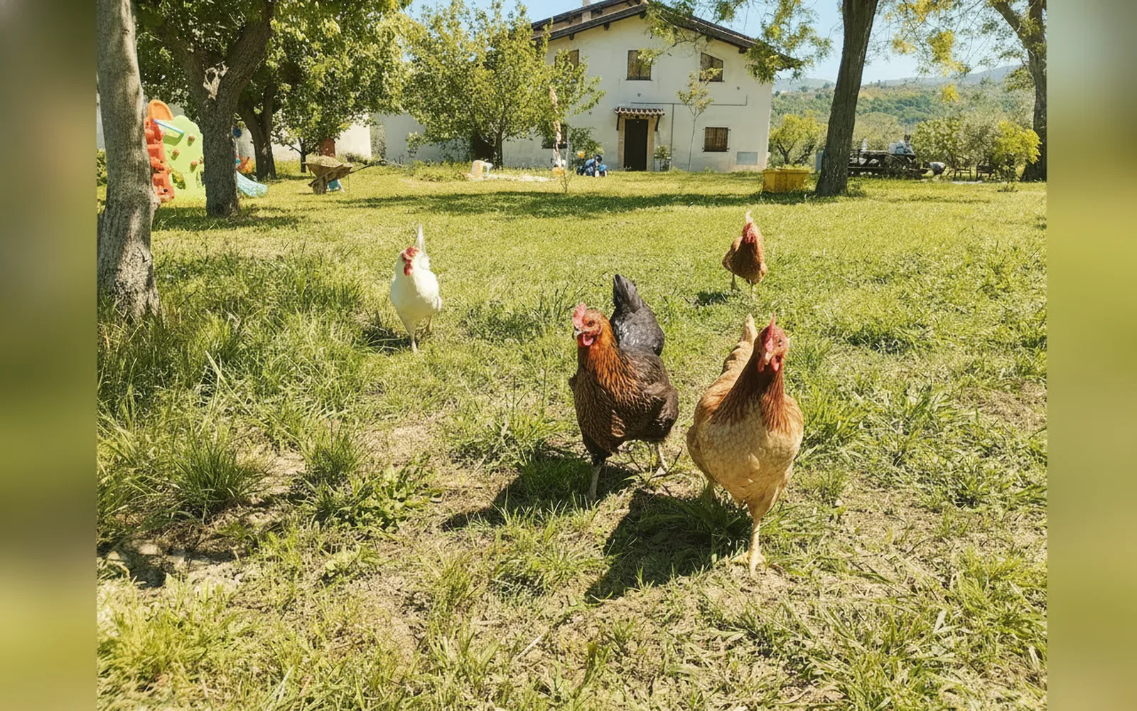 Esterni di Agriturismo Le Terre d'Abruzzo - Tenuta Grumelli, Ticchione (Abruzzo) (foto 4)